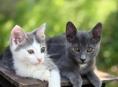 Отдам котят бесплатно в добрые руки