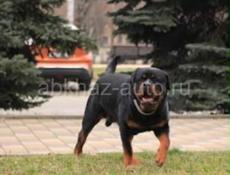Щенки ротвейлера 🪪