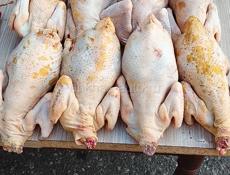 Продаётся домашние куры