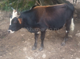 Быки 🐂 и Козы 🐐 
