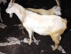 Быки 🐂 и Козы 🐐 