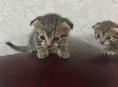 Вислоухие котята