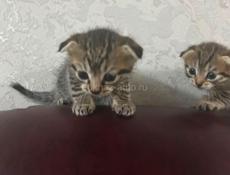 Вислоухие котята