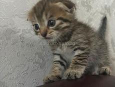 Вислоухие котята