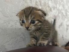 Вислоухие котята