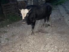 Продается бычок 3х годичный 