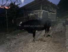 Продается бычок 3х годичный 