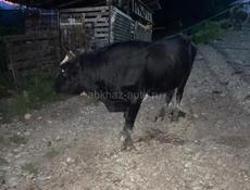 Продается бычок 3х годичный 