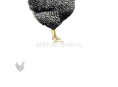 Продам кур