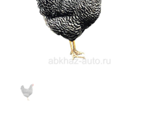Продам кур