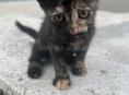 Котята в хорошие руки 