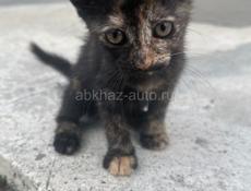 Котята в хорошие руки 