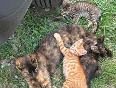 Котята в хорошие руки 