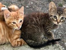 Котята в хорошие руки 