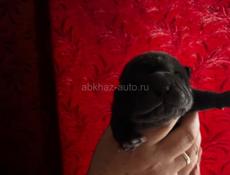 Щенки шарпея