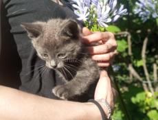 Котята