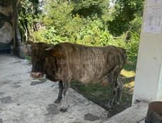 Корова 