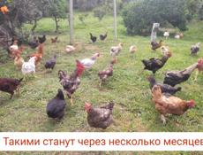 Продаю 🐤 цыплят мясо-яичной 🍗🥚 породы 50 шт . 9000 ₽