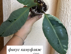 Фикусы