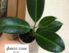Фикусы