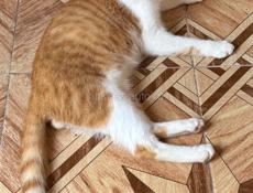 Отдам котят