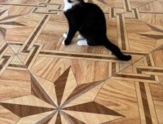 Отдам котят