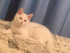 Потерялся кот нижняя Эшира белого цвета кто найдёт пожалуйста верните