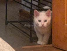 Потерялся кот нижняя Эшира белого цвета кто найдёт пожалуйста верните