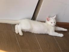 Потерялся кот нижняя Эшира белого цвета кто найдёт пожалуйста верните