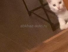 Потерялся кот нижняя Эшира белого цвета кто найдёт пожалуйста верните