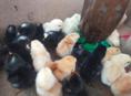 Продаю 🐤 цыплят мясо-яичной 🍗🥚 породы 50 шт. 9000:₽