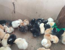 Продаю 🐤 цыплят мясо-яичной 🍗🥚 породы 50 шт. 9000:₽