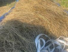 ПРОДАМ либо ОБМЕНЯЮ СЕНО 🌾