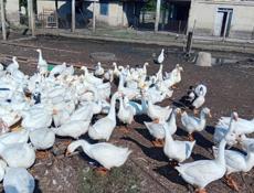 Продаются гуси и утки р. Очамчира с. Илор все по телефону