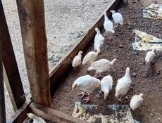 Продаются индюшата р.очамчира с.илор все по телефону