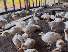 Продаются индюшата р.очамчира с.илор все по телефону