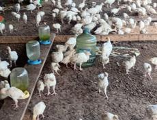 Продаются индюшата р.очамчира с.илор все по телефону