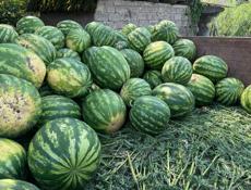 Местный Арбуз 