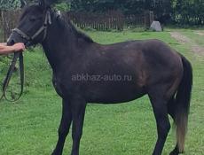 Продаю лошадь 