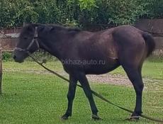 Продаю лошадь 