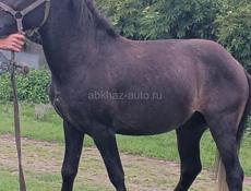 Продаю лошадь 