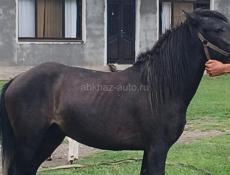 Продаю лошадь 