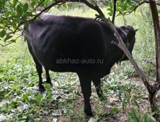 Бзыбь продаётся крупный бычок