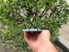 iPhone 13 Pro Max 128 blue 