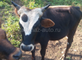 Бык 🐂 и Козы 🐐 