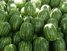 Продаётся Арбуз цена договорная
