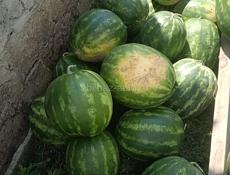 Продаётся Арбуз цена договорная 