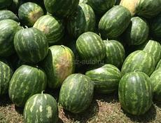 Продаётся Арбуз цена договорная