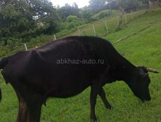 Продаю