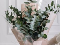 Эвкалипт silver dollar🌿